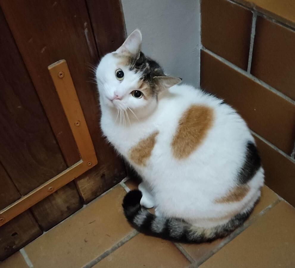 Chat demandant à sortir