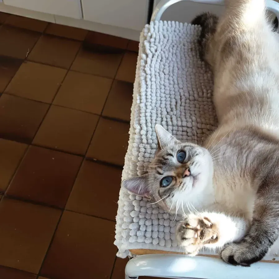 Photo du chat