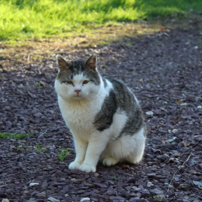 Photo du chat