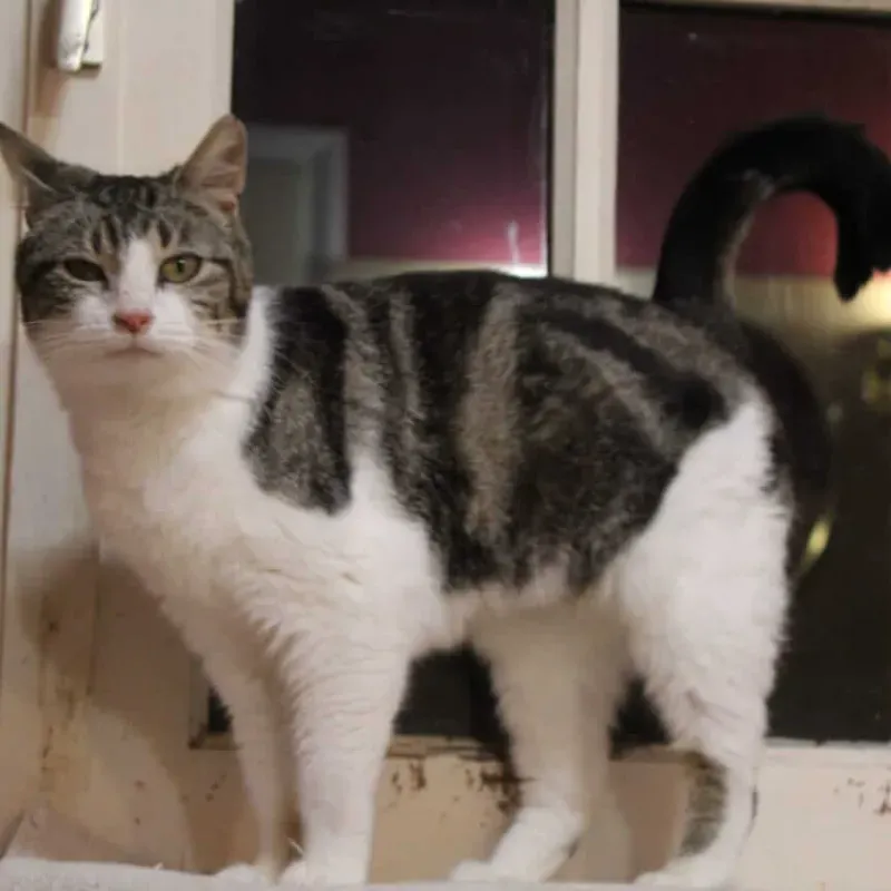 Photo du chat