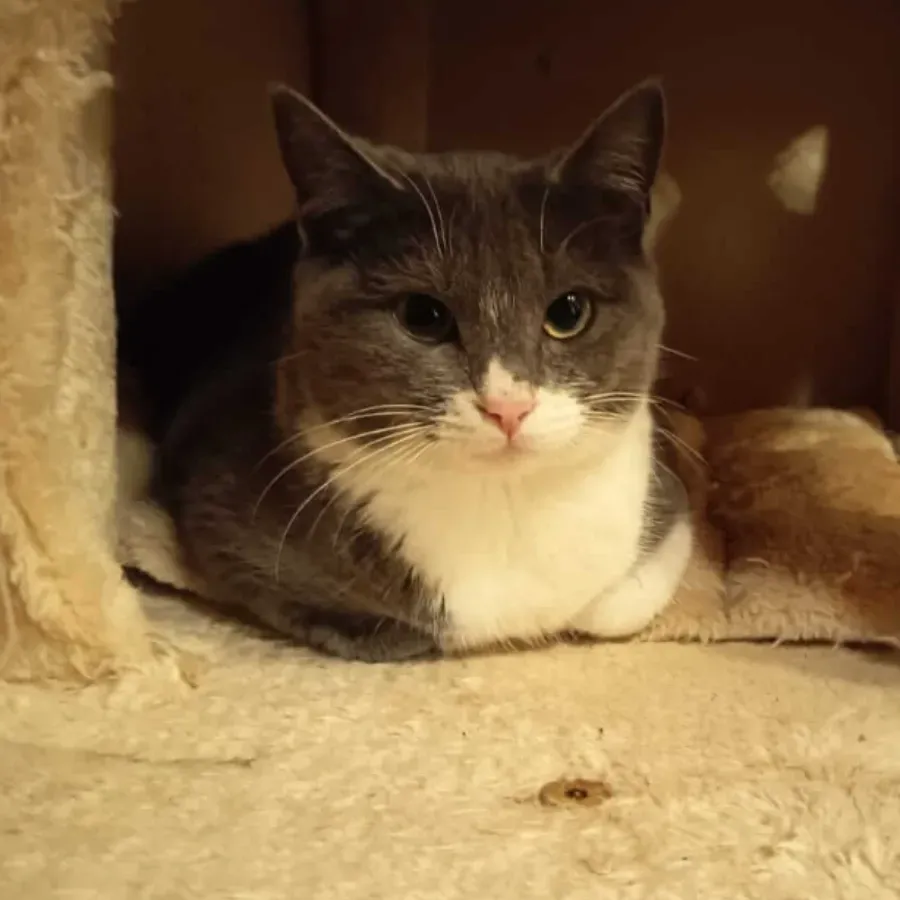 Photo du chat