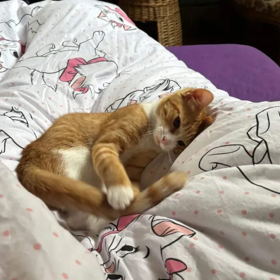 Photo du chat